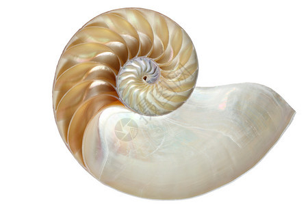 腔室鹦鹉螺Nautiluspompilius壳的内部图片