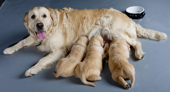 金毛猎犬的母狗与小狗背景图片