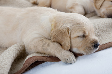 金毛猎犬睡觉的小狗图片