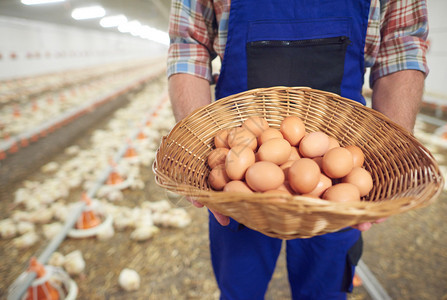 农民拿着装满鸡蛋的篮子就从农场出来图片