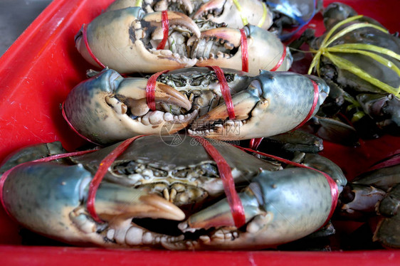 新鲜的螃蟹被绑在市场上的红色皮卡上新鲜可口螃蟹的大爪子螃蟹适合烹饪是一种很好的原图片