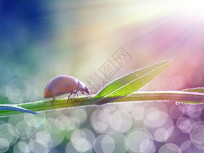 阳光下的瓢虫图片