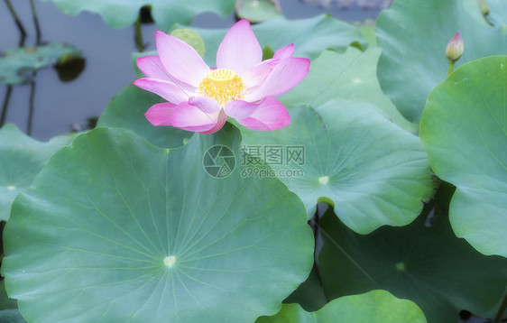 这朵花象征着美丽纯洁的佛教粉红莲露图片