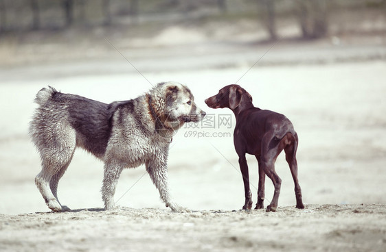 中亚牧羊犬和库尔扎户外会面自然光图片