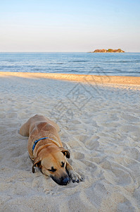 沙滩上的狗与海和岛一起图片