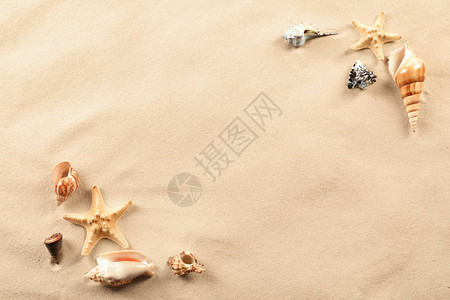 沙子上的贝壳和海星组成旅行和度假的概念图片