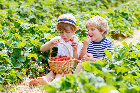 两个小兄弟姐妹男孩在夏天在草莓农场玩耍图片