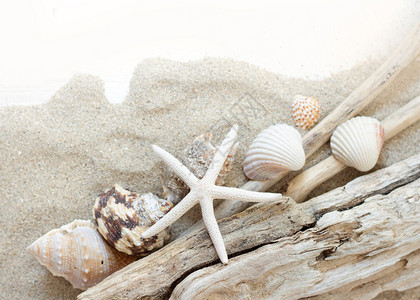 海壳海星和木头图片