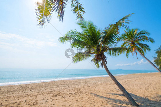 夏季热带海滩海景椰子棕榈树的美丽景观图片