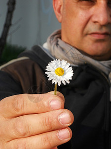 成熟的男人给一朵白雏菊专注于花背景图片