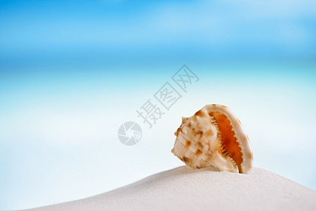 热带贝壳在佛罗里达白色海滩沙上图片