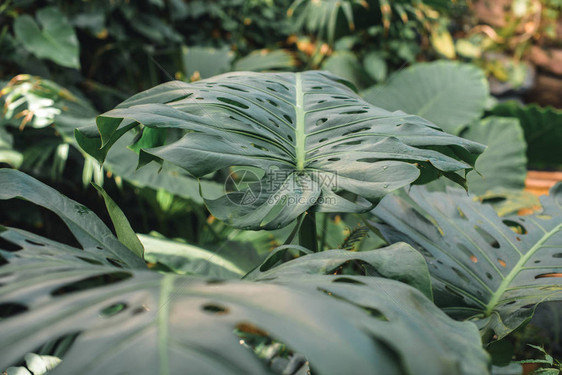 丛林中绿色龟背竹叶子的特写图片