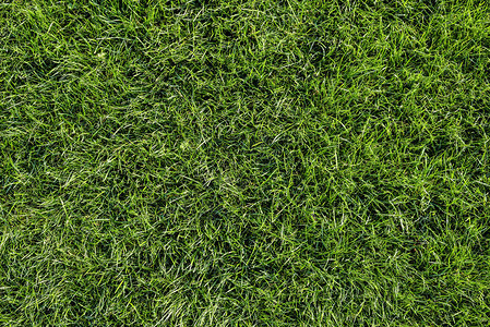 明亮的绿草背景新鲜的绿草场顶视图用于打印网络使用海报和横图片