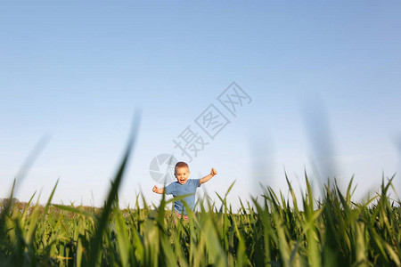 快乐的小可爱男婴在绿草田小麦背景上行走图片