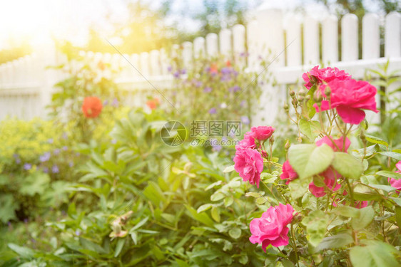 花园场景图片