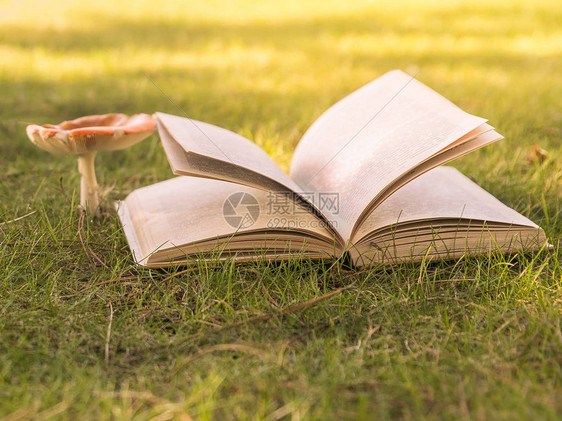 在草地的阳光下开放书和蘑菇香肠季节图片