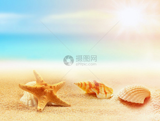 沙滩上的海星和贝壳夏季时间图片