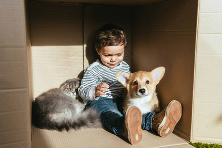 小男孩可爱的猫和狗在阳光下图片