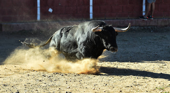 在斗牛场的西班牙公牛图片素材