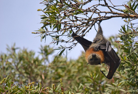 男灰色头部飞行狐狸又称水果蝙蝠一腿从树上倒图片