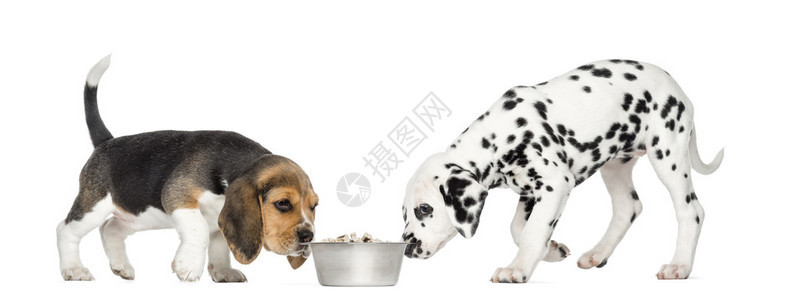 Beagle和Dalmatian小狗嗅着一图片