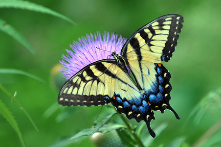 虎燕尾蝶从蓟花中吸取花蜜图片