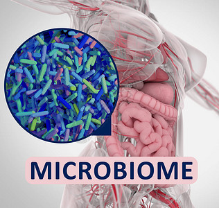 肠道细菌微生物组显微插图3D插图图片