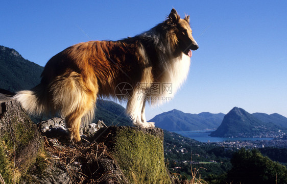 牧羊犬站在卢加诺卢加湾图片