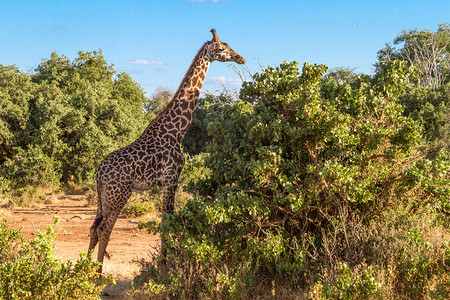 肯尼亚Tasvo公园的G图片