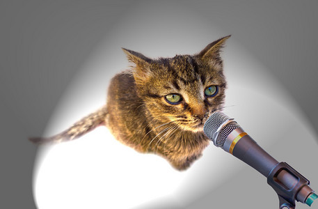 小猫或小猫在麦克风中歌唱背景图片