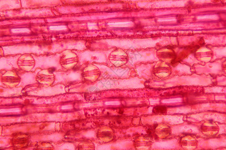 光显微镜下的叶图片
