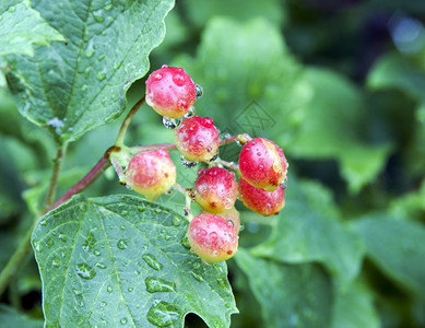 野高灌木蔓越莓果树叶子上有雨滴图片
