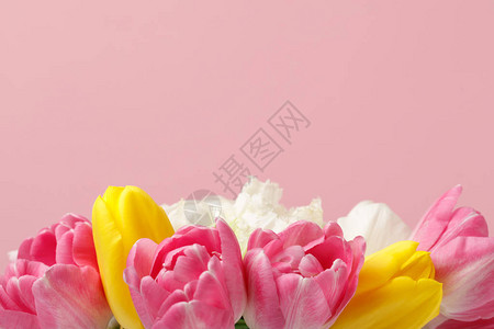 春天的花朵郁金香孤立在粉红色的背景上图片