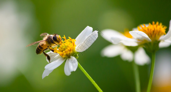 蜜蜂在花上采集花蜜进行授粉图片