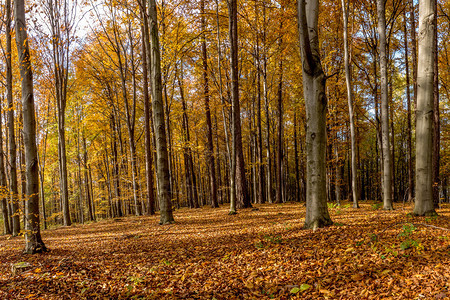 秋天的森林地上被枯叶覆盖图片