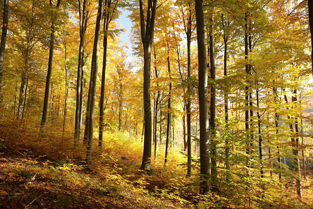 被晨光照亮的秋天山毛榉森林图片