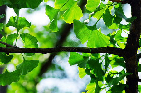 Ginkgobiloba树叶木图片