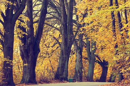 秋天风景有道路和美丽的彩色树木背景图片