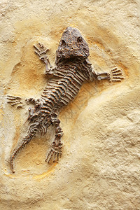 在黄色石背景的古老蜥蜴化石图片素材