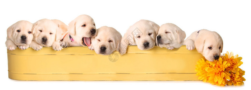 八只黄色的实验小狗在背景图片