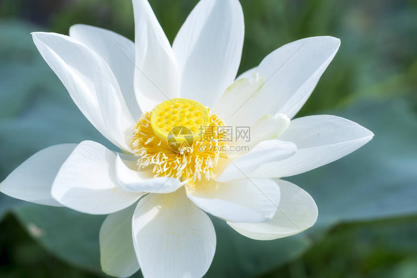 白莲花在池塘中开花这朵花象征着美丽图片