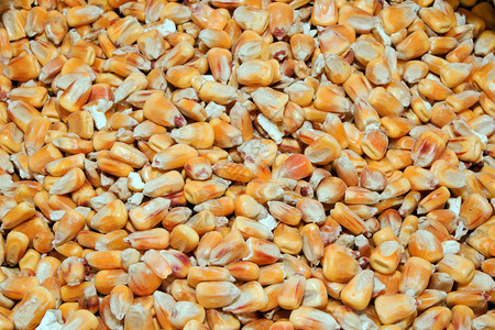 玉米饲料袋存放在粮仓中图片