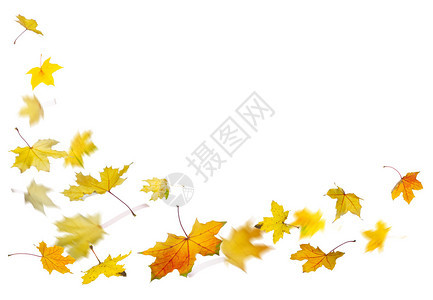 枫黄色秋天落叶在白色背景下被隔离图片