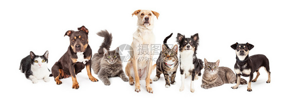 不同大小和品种的猫和狗群在白色背景下图片
