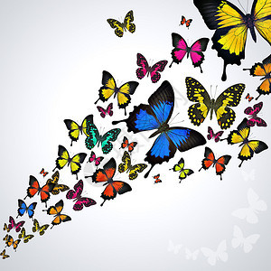 白色背景上飞舞的蝴蝶群图片