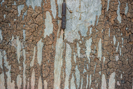 白蚁破坏木墙白蚁痕迹图片素材