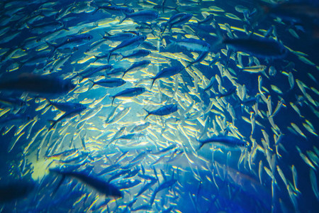 蓝色水中红色黄色热带鱼类的浅滩多彩清晰的水下世界文本复制空图片