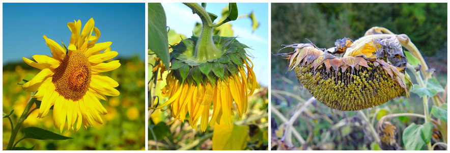 盛开的葵花人生的三个阶段图片