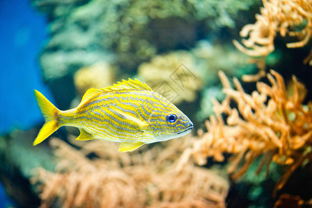 水族馆中法国石图片