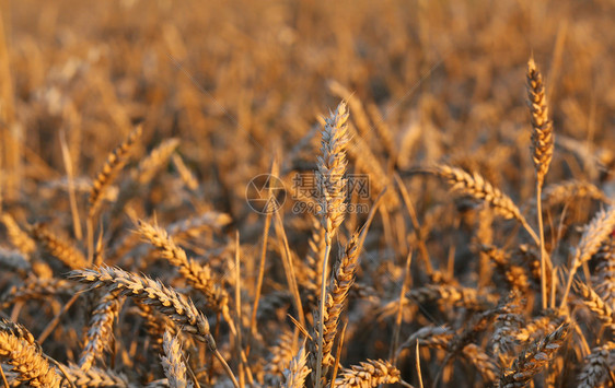 夏季田间小麦黄穗图片